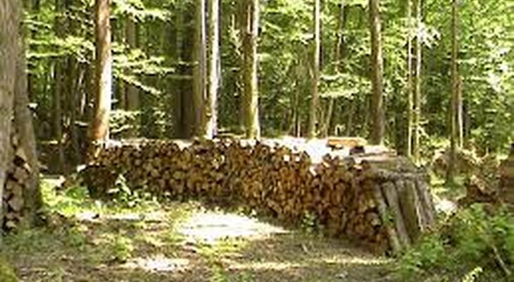 part de bois