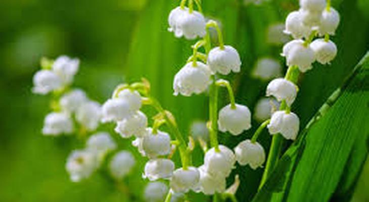 muguet