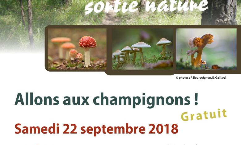 sortie allons aux champignons