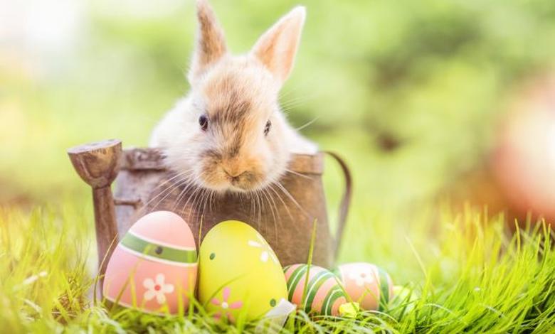 CHASSE AUX OEUFS CHASSE AUX OEUFS
