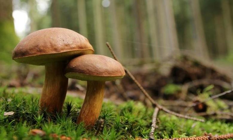 champignon