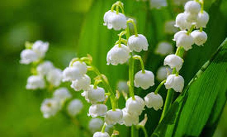 muguet